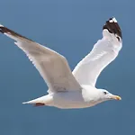 Apartamento Residentie Rapallo With Fantastic Sea View! *