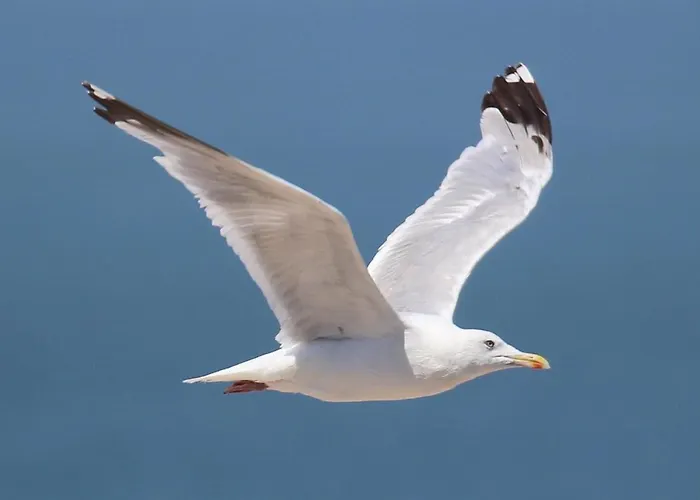 Apartment Residentie Rapallo With Fantastic Sea View! *