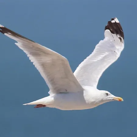 아파트 Residentie Rapallo With Fantastic Sea View! *